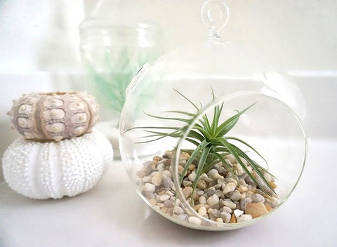 Terrarium