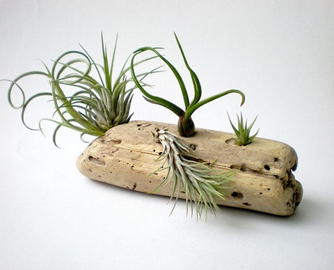Air Plant