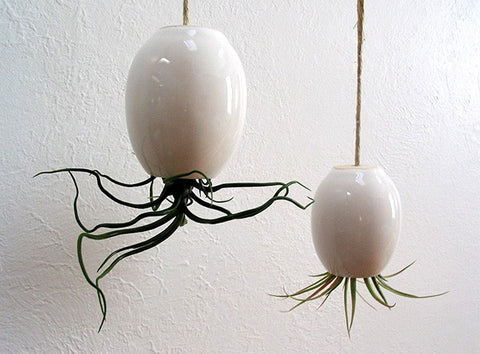 Hanging Air Plant