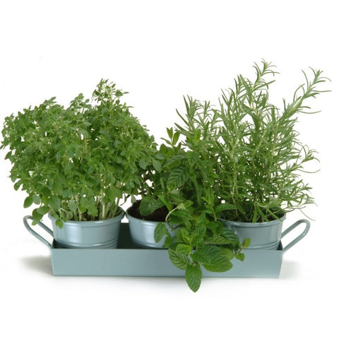 Herb Pot