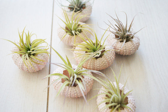 Shell Air Plant